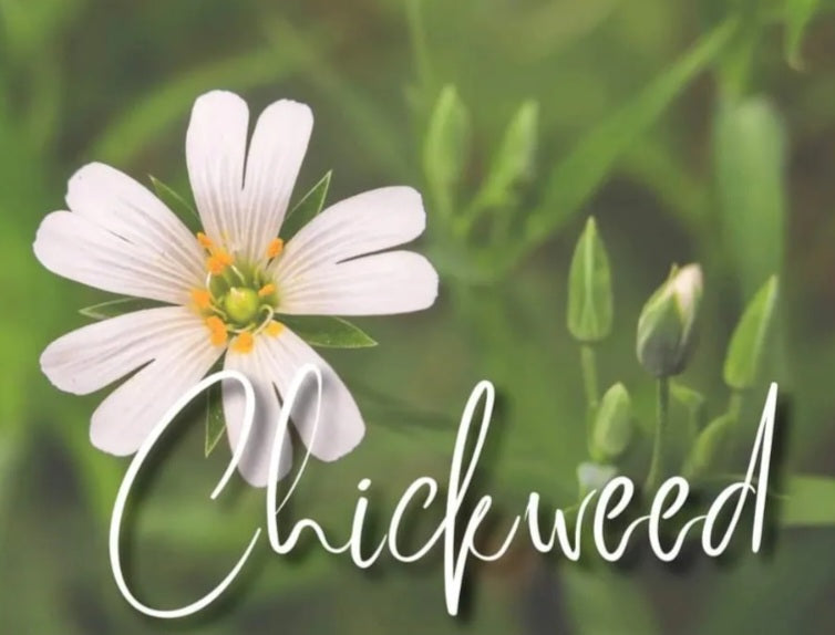 Chickweed tincture