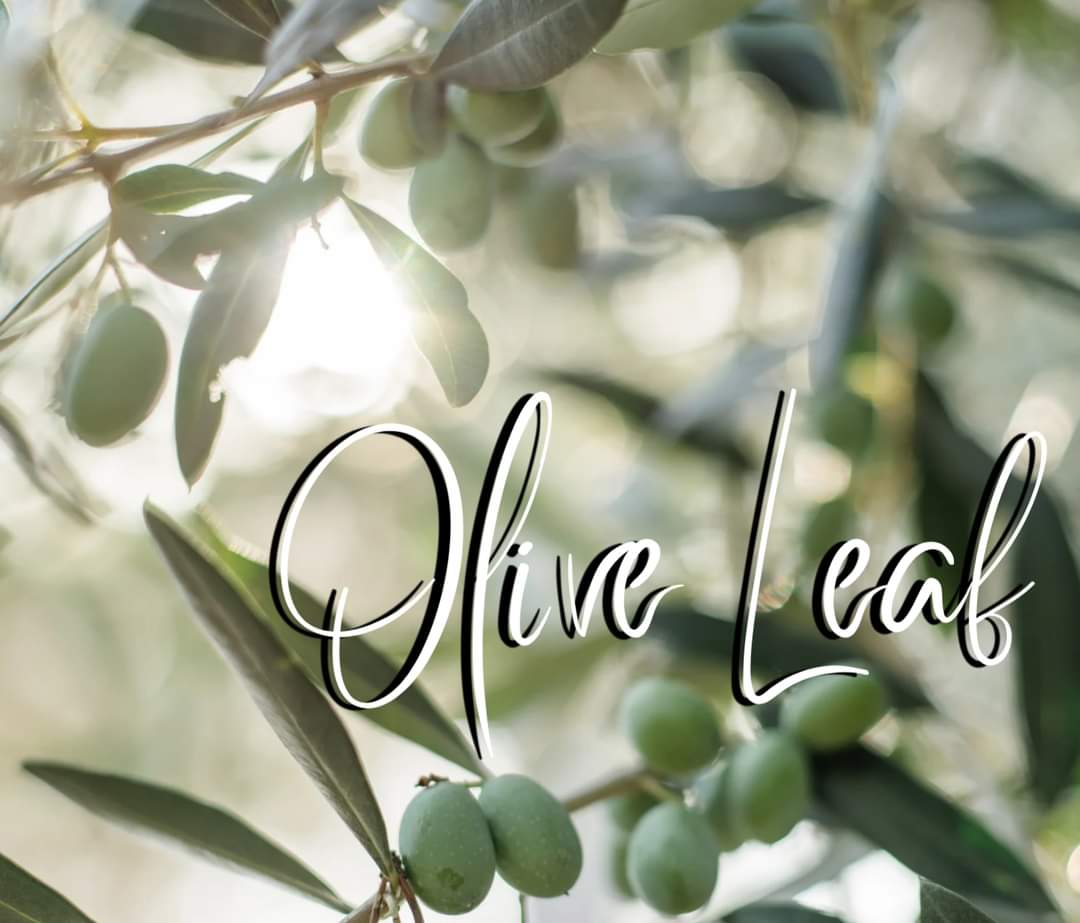 Olive Leaf